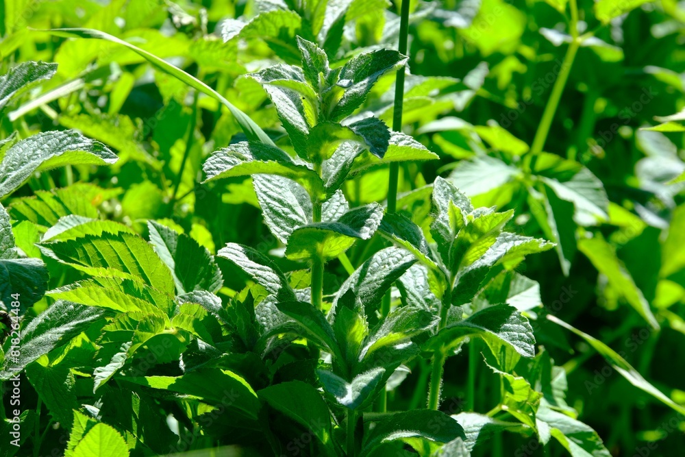A lot of mint leaves (Mentha) growing on meadow. 