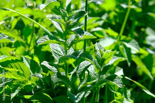 A lot of mint leaves  Mentha  growing on meadow. 