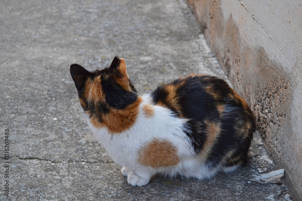 cat curious cat curious