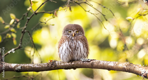 Glaucidium passerinum sits on a branch in the yellow autumn spring color of the leaves. photo