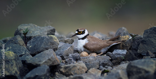 Charadrius dubius little ringed plover sits on the eggs and guards the nest. photo