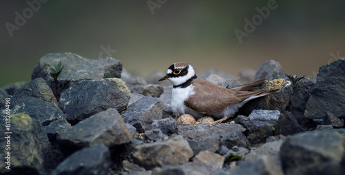 Charadrius dubius little ringed plover sits on the eggs and guards the nest.