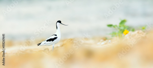 Recurvirostra avosetta he walks on the sand and watches the surroundings.