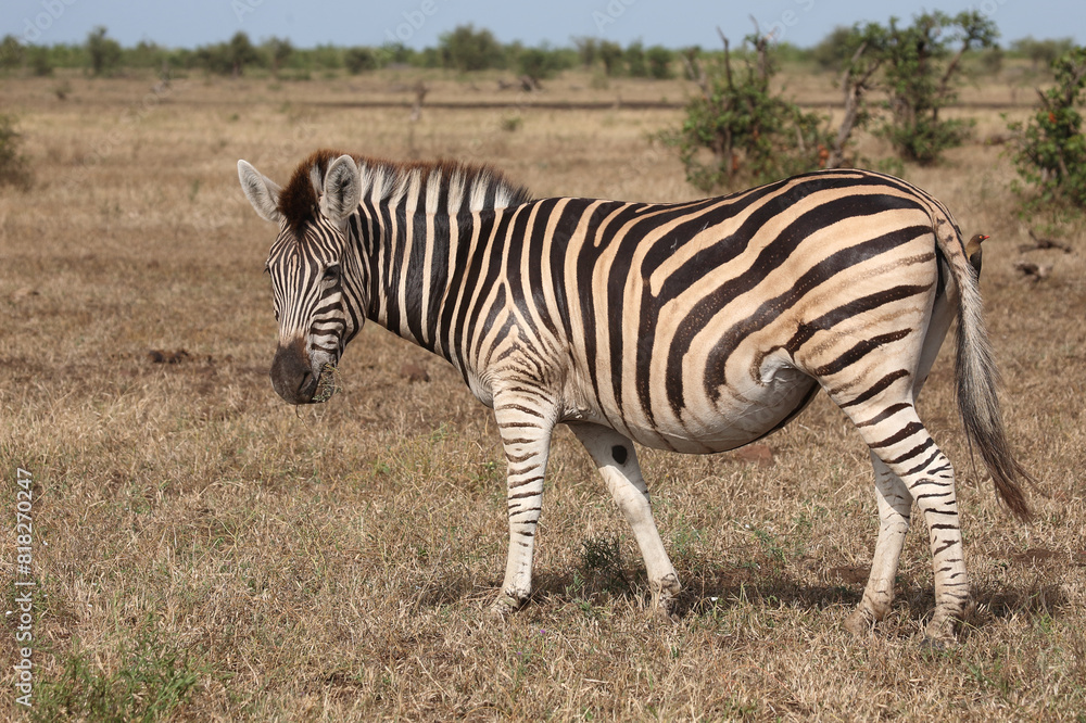 Naklejka premium Steppenzebra / Burchell's zebra / Equus quagga burchellii.