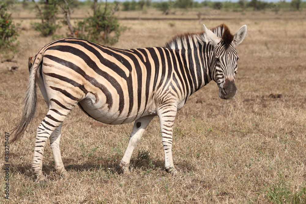 Steppenzebra / Burchell's zebra / Equus quagga burchellii. Steppenzebra / Burchell's zebra / Equus quagga burchellii.