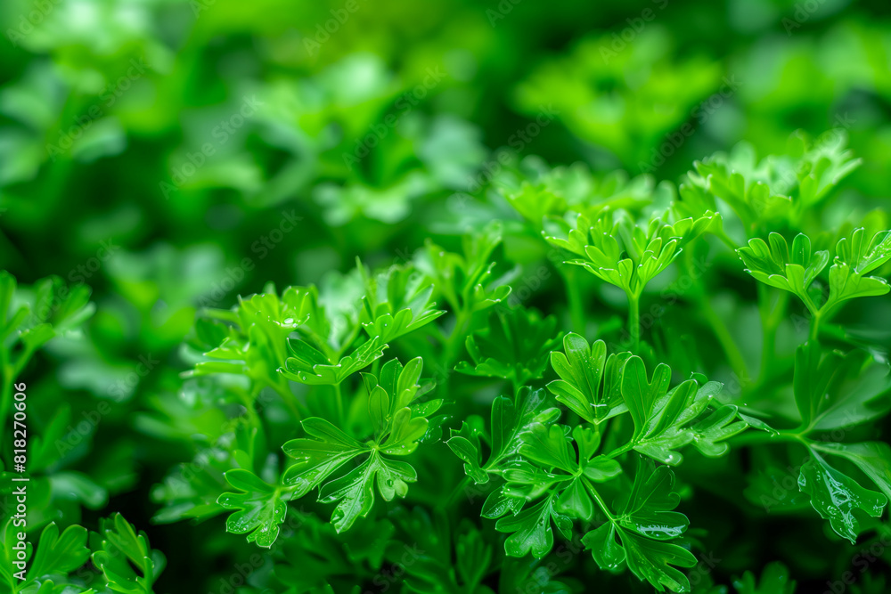 Closeup of lush green parsley foliage covered in raindrops Closeup of lush green parsley foliage covered in raindrops