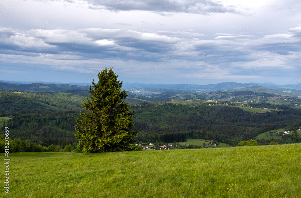 Mountain landscape with a lone tree on a spring day