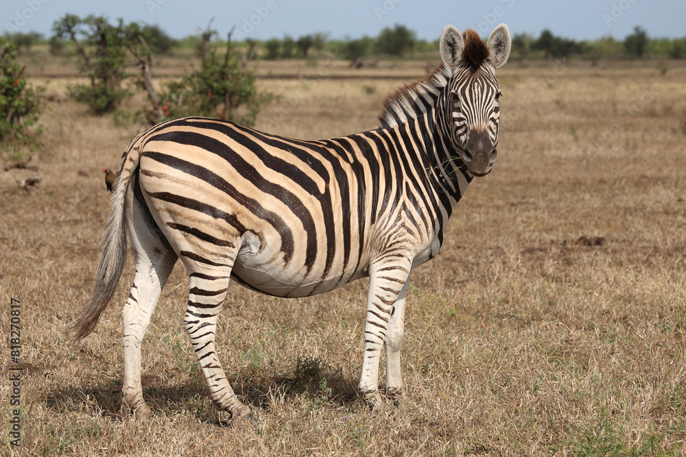 Steppenzebra / Burchell's zebra / Equus quagga burchellii. Steppenzebra / Burchell's zebra / Equus quagga burchellii.