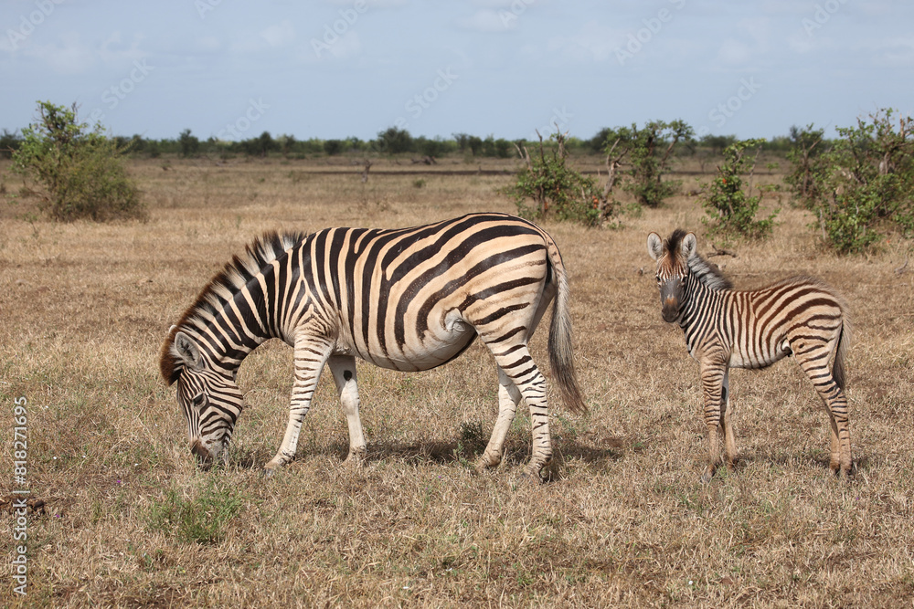 Steppenzebra / Burchell's zebra / Equus quagga burchellii.. Steppenzebra / Burchell's zebra / Equus quagga burchellii..