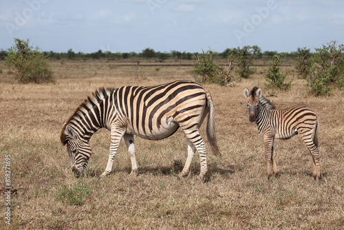 Steppenzebra   Burchell s zebra   Equus quagga burchellii..