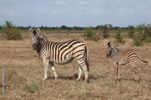 Steppenzebra   Burchell s zebra   Equus quagga burchellii..