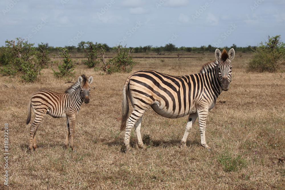 Obraz premium Steppenzebra / Burchell's zebra / Equus quagga burchellii..
