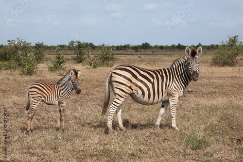 Steppenzebra   Burchell s zebra   Equus quagga burchellii..