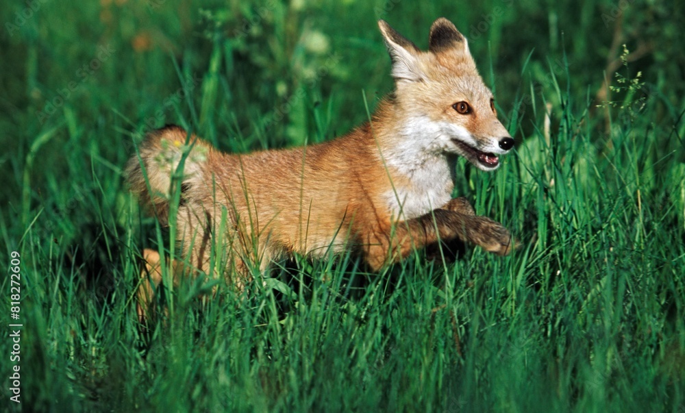 Young Red Fox (Vulpes Vulpes) Running Through Grass Young Red Fox (Vulpes Vulpes) Running Through Grass