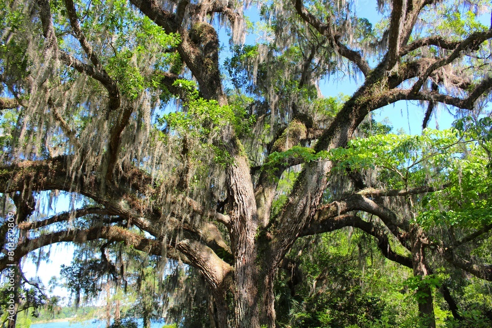 Fototapeta premium Live Oak