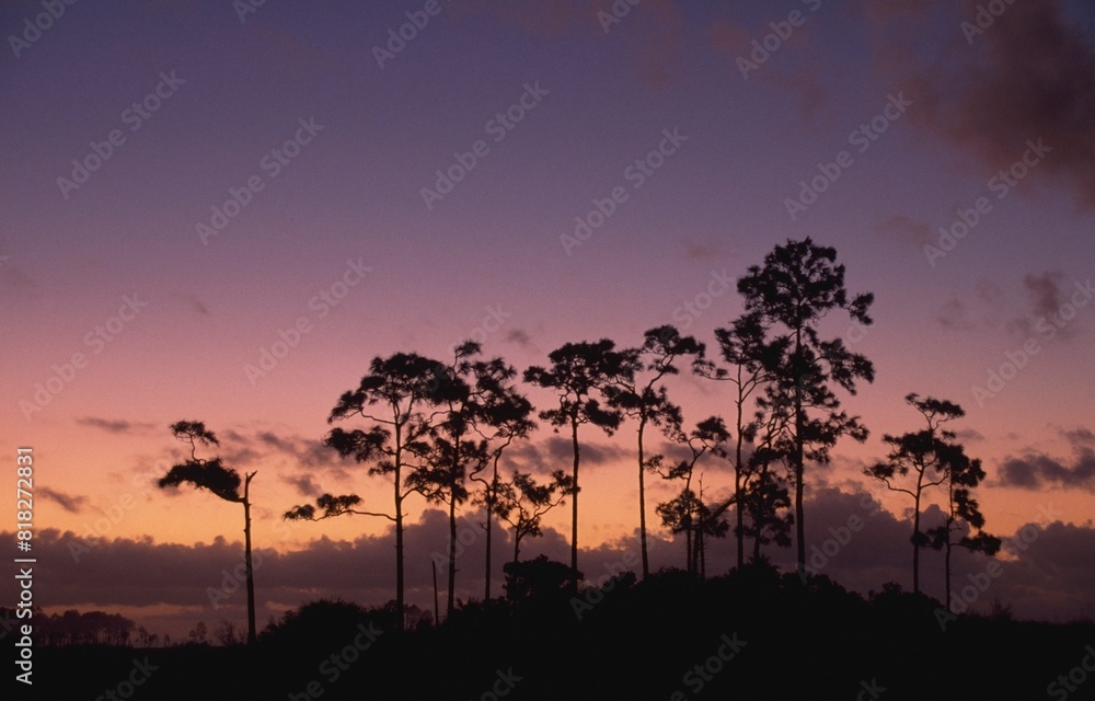 Fototapeta premium Twilight Behind Slash Pine Trees (Pinus Elliottii) On Pine Hammock