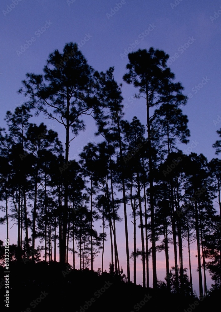 Slash Pines At Twilight, Okefenokee National Wildlife Refuge, Georgia, Usa Slash Pines At Twilight, Okefenokee National Wildlife Refuge, Georgia, Usa