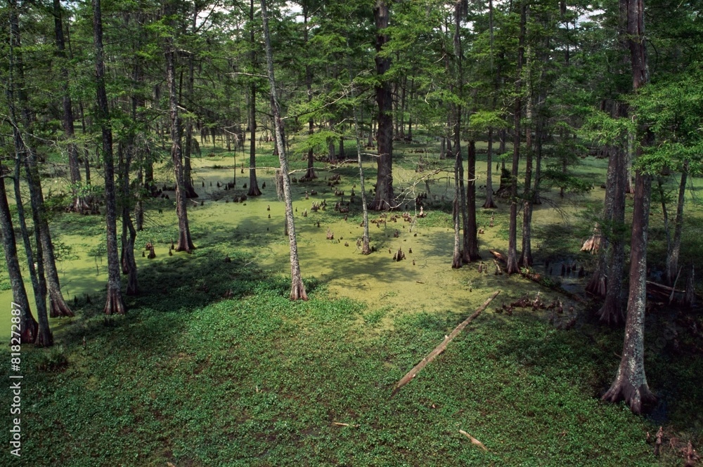 Obraz premium Cypress Swamp, Atchafalaya Basin, Los Angeles, Usa