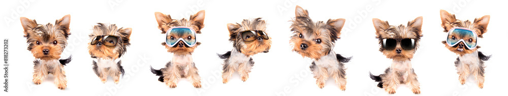 Funny cute dog on ski mask and sunglasses isolated on white background Funny cute dog on ski mask and sunglasses isolated on white background