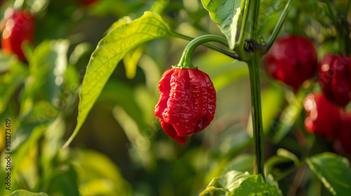 A red carolina reaper pepper plant with green leaves in the background