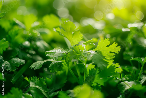 A close up of a bunch of green cilantro plants with water droplets
