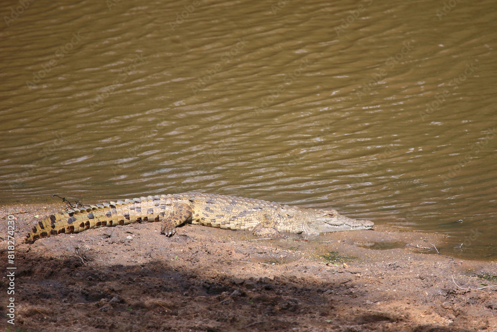 Nilkrokodil / Nile crocodile / Crocodylus niloticus Nilkrokodil / Nile crocodile / Crocodylus niloticus