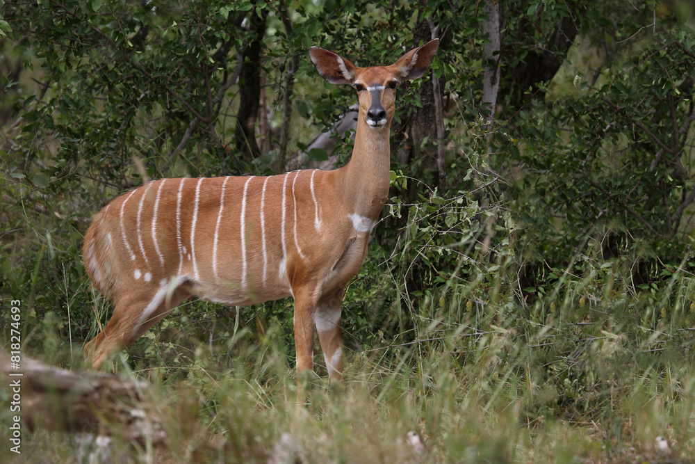 Fototapeta premium Nyala / Nyala / Tragelaphus angasii.
