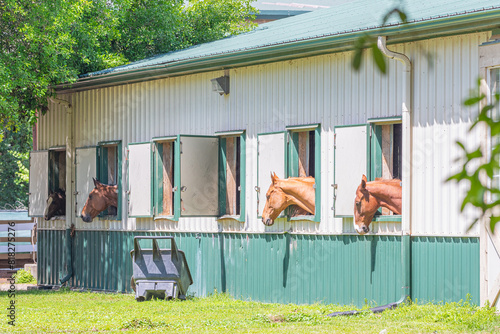 Horses sticking heads out of windows in stalls on sunny summer day
