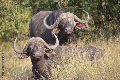 Kaffernbüffel / African buffalo / Syncerus caffer