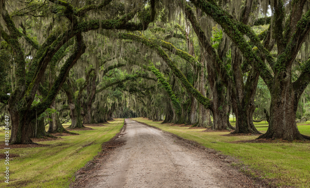 Naklejka premium Avenue of the Oaks in Beaufort, South Carolina.
