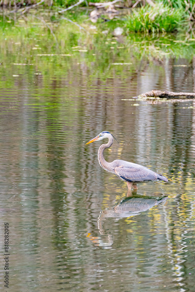 Great Blue Heron bird fishing in swampy bayou with reflection on water surface Great Blue Heron bird fishing in swampy bayou with reflection on water surface