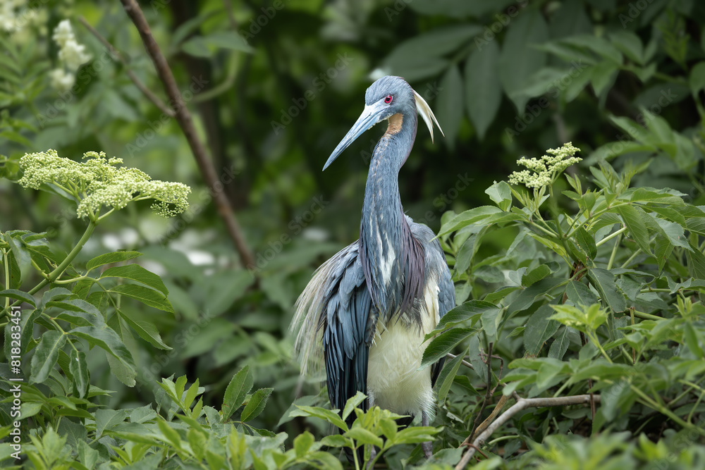 Naklejka premium Tri-colored Heron in mating plumage at Cypress Wetlands in Beaufort , South Carolina.