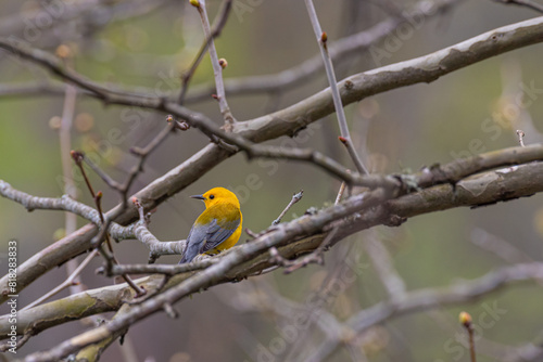 Cute yellow Prothonotary Warbler perched in bare tree