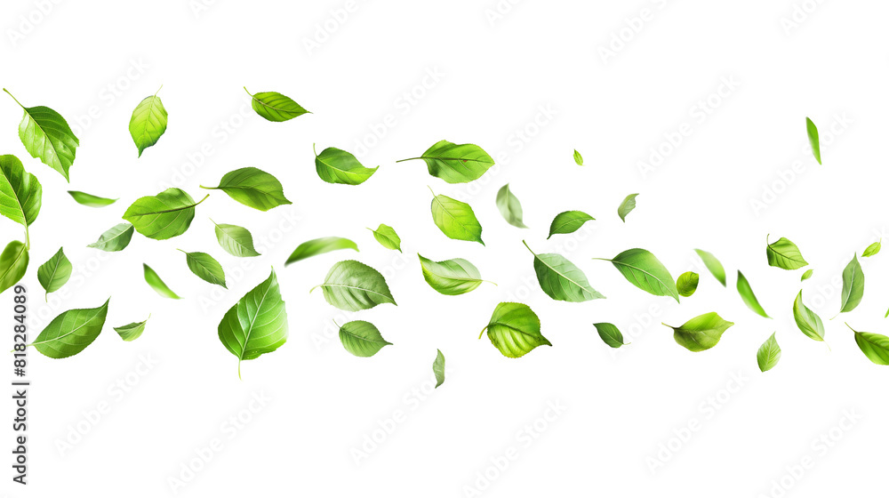 Nature Tree Leaves flying isolated on a transparent background Nature Tree Leaves flying isolated on a transparent background