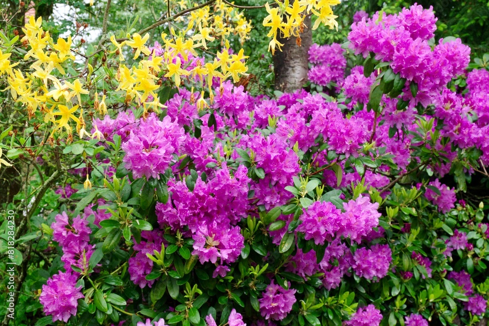 Fototapeta premium Rhododendren