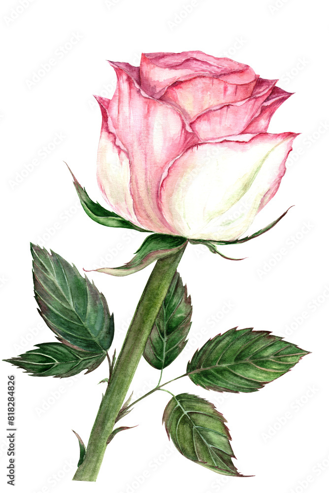 pink rose painted in watercolor pink rose painted in watercolor