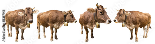 Set collection of brown cow with golden bells isolated on white background. dairy livestock farm agriculture concept.
