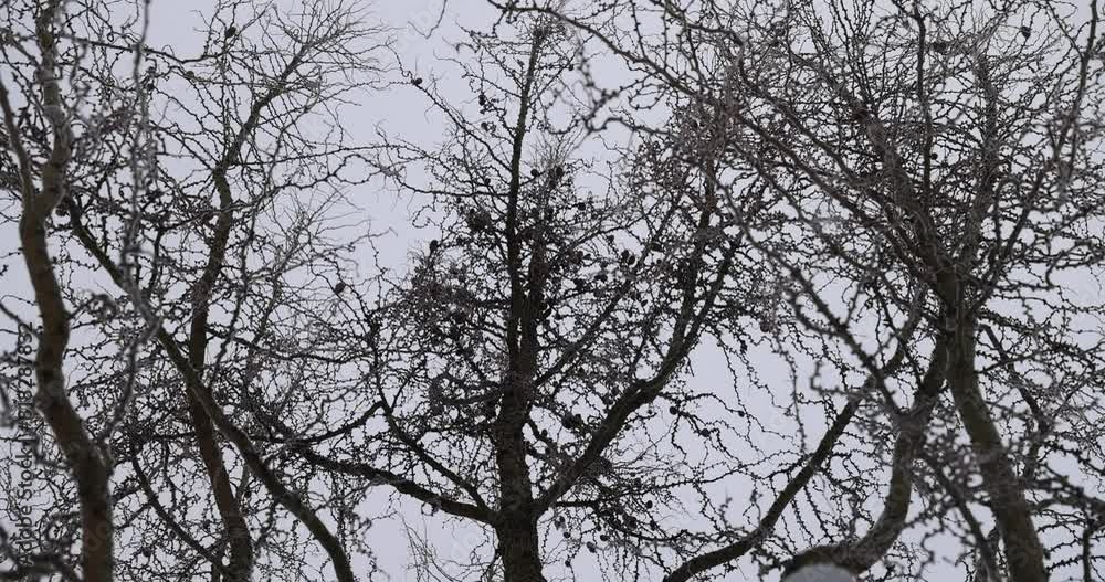 larch in winter in cloudy weather during snowfall, trees during cold weather in dim light in winter larch in winter in cloudy weather during snowfall, trees during cold weather in dim light in winter