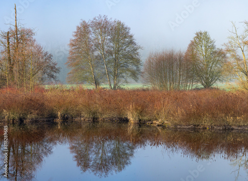 Pond Edge and Trees in Spring in Early Morning Light in Snohomish County Washington