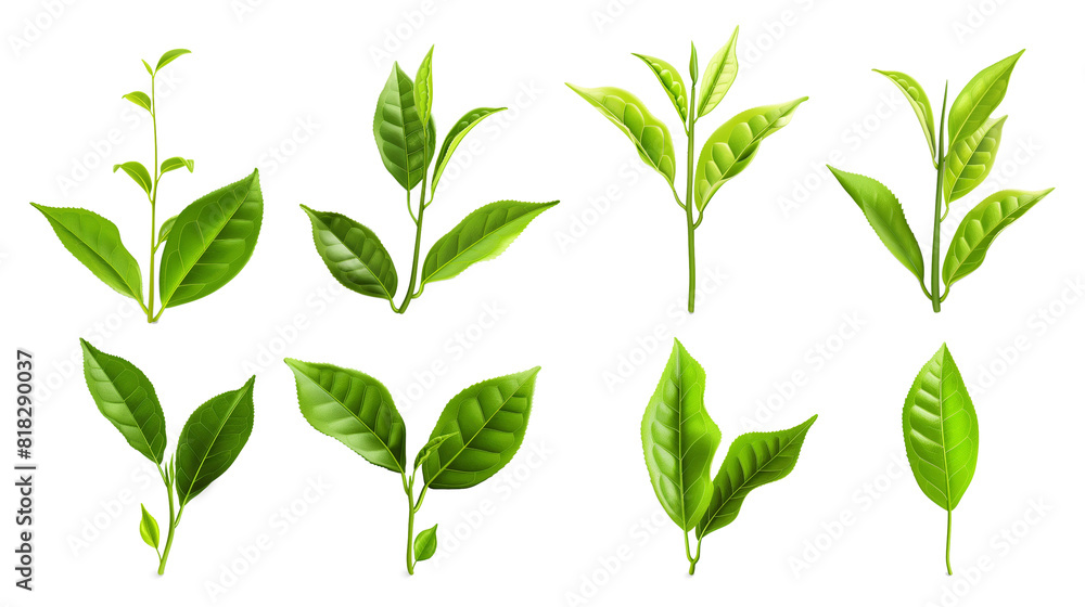 Set of realistic green tea leaves and sprouts isolated on a transparent background