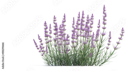 Side view of lavender plant isolated on a transparent background
