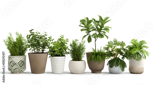 Still life with indoor plants isolated on a transparent background