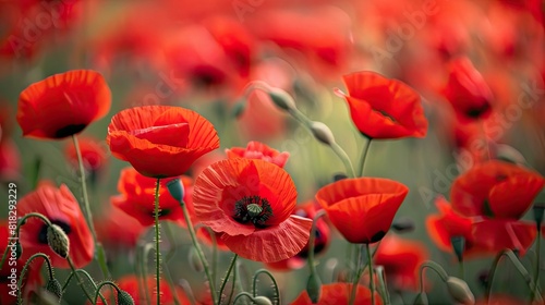 Blooming Remembrance: Red Poppies Commemorate Fallen Soldiers' Lives