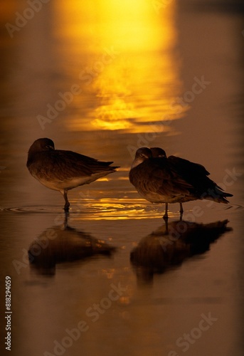 Willet Seabirds (Catoptrophorus Semipalmatus) Roosting In Water photo