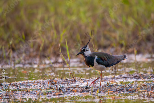 Lapwing looking for food in shallow water.