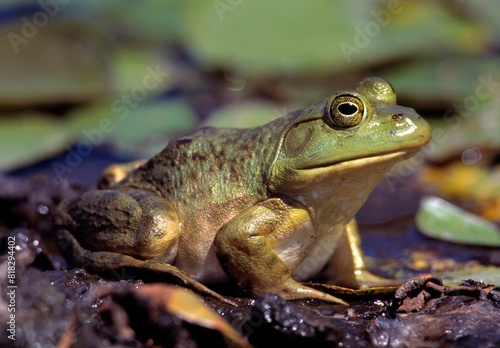 Foto Close-Up Of A Bullfrog