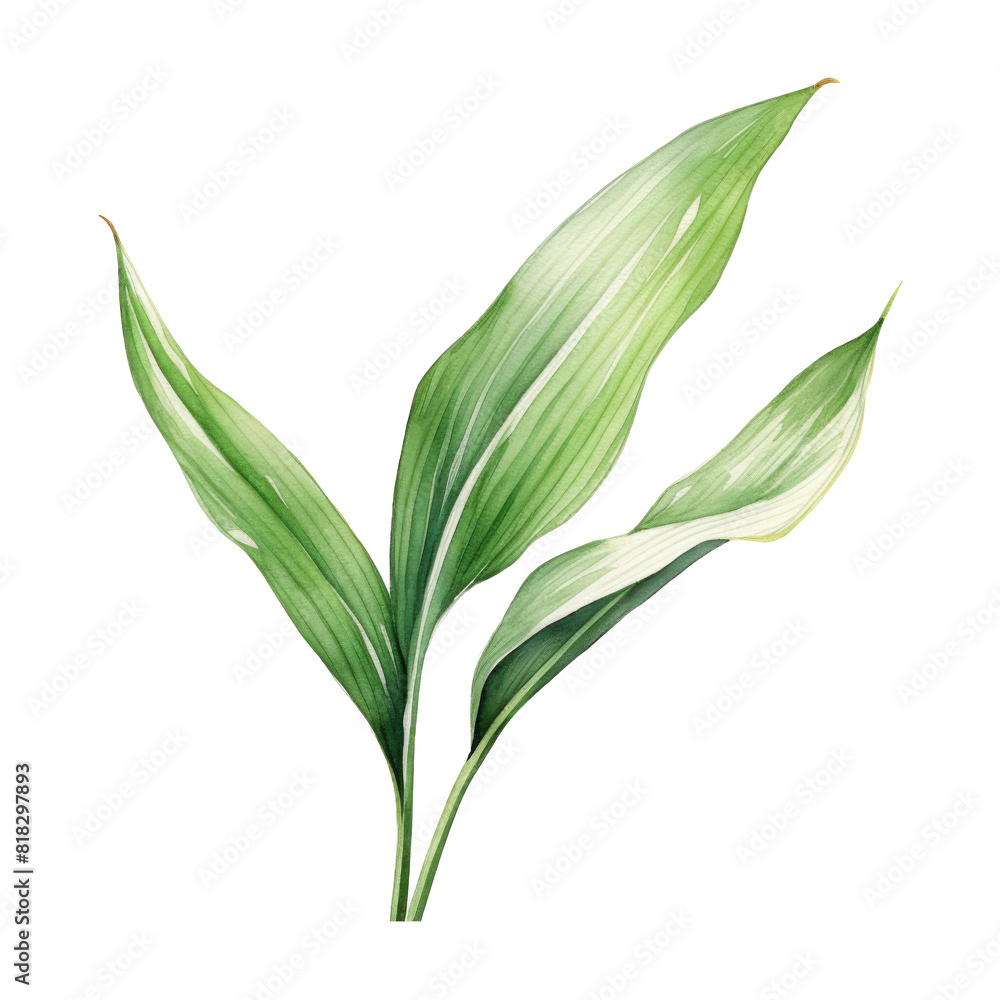 Aspidistra Leaf, Tropical Leaf Illustration. Watercolor Style. AI Generated Aspidistra Leaf, Tropical Leaf Illustration. Watercolor Style. AI Generated