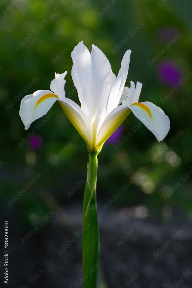white and yellow iris