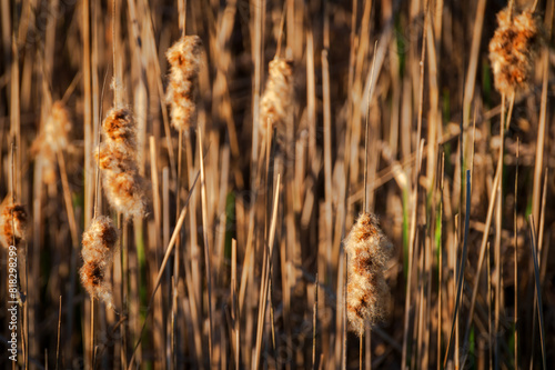 Cattail plants help with soil erosion on lake banks and  banks of natural ponds. Provides cover for wildlife and can grow 4-6 feet tall. Cattails may provide food and shelter for wild waterfowl.
