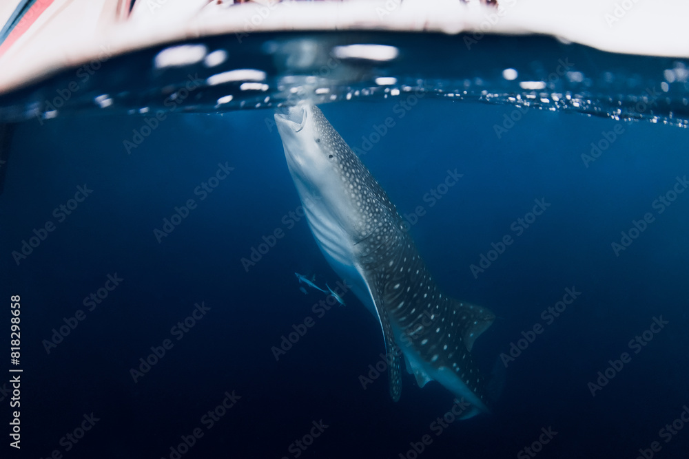 Naklejka premium Whale shark eating plankton. Giant shark swimming underwater in blue ocean